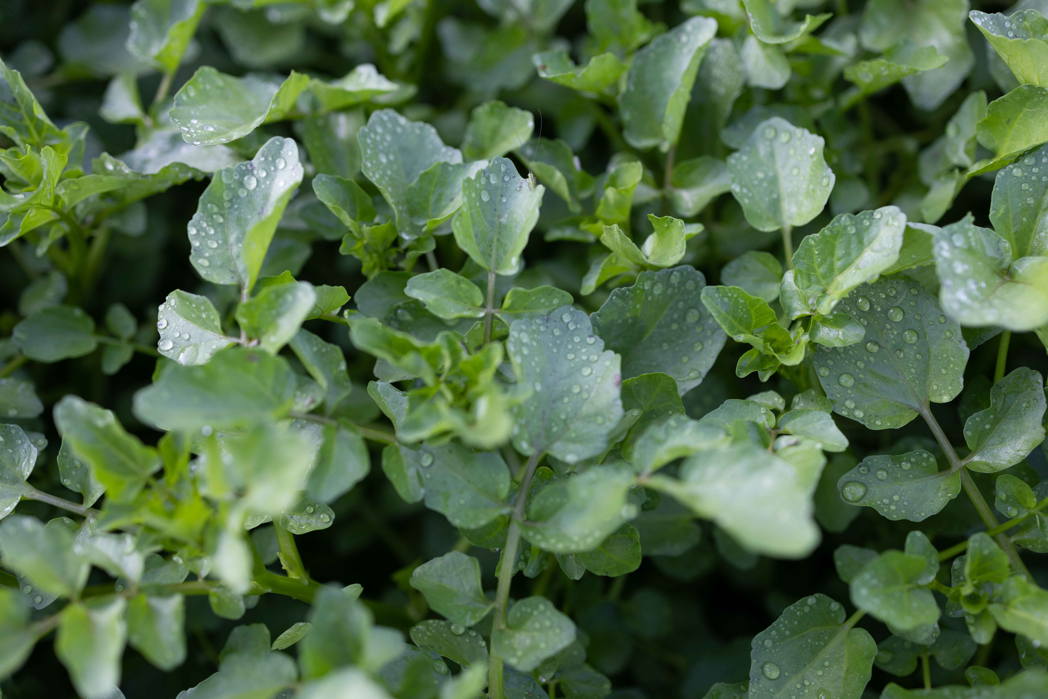 B&W Quality Growers Reviews The Benefits Of Watercress, The CDC’s Most ...